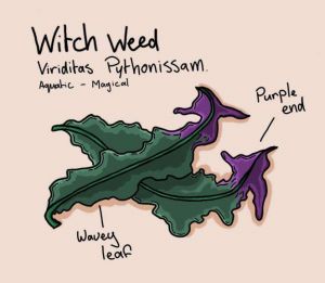 Witch Weed.jpg